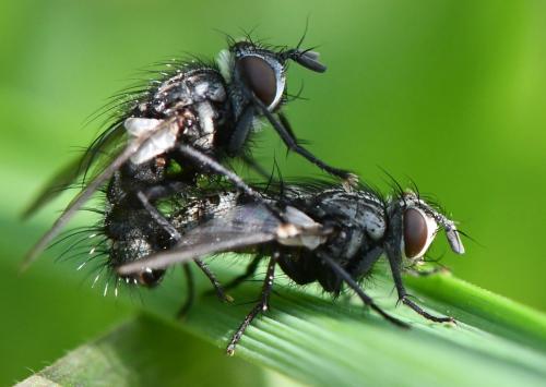Phryxe sp.